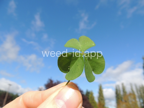 woodsorrel, creeping